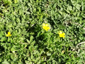 クラピア　黄色い花