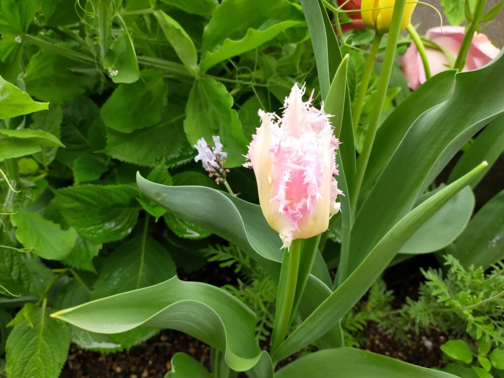 tulipa-03